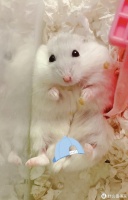 仓鼠之家～如何搭建安全舒适的小窝