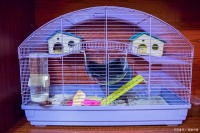 打造梦幻仓鼠天堂！让你的宠物舒适无忧！