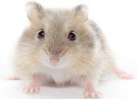 我是谁？宠物鼠!