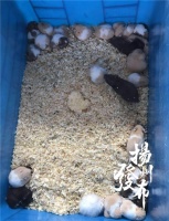 “几只大鼠从我脚边溜走！”有人在车库养殖宠物鼠，邻居不淡定了