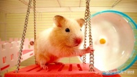 创意仓鼠玩具：让你的小宠物玩得开心