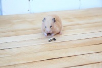 仓鼠玩具大揭秘：让你的小宠物乐翻天