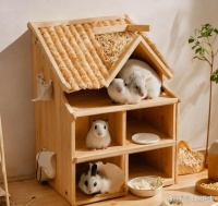 仓鼠玩具大观园：让你的小仓鼠玩得开心