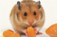 哪种仓鼠最好养最温顺？