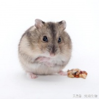 宠物消毒：如何科学饲养仓鼠，让它们健康快乐成长
