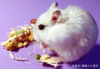 推荐四种鼠类宠物，第三种可以睡很时间，第四种的话可以做表情包