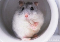 宠物小课堂：《宠物仓鼠》最近很受欢迎，有没有你喜欢的种类？