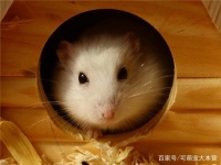 可萌宠大本营这两种鼠类宠物，除了仓鼠，你还知道哪些