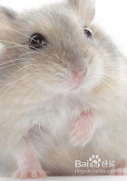 影响宠物鼠寿命的六大因素