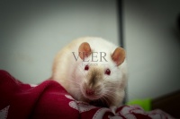 宠物暹罗鼠图片