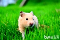 宠物仓鼠吃什么？宠物仓鼠这么养？