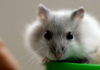 【仓鼠】四种市面上常见仓鼠的特征