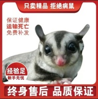 【宠物鼠蜜袋鼯拇指】宠物鼠蜜袋鼯拇指品牌、价格