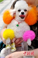 兰州宠物市场消费力惊人 价格标准亟待建立