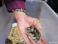 鼠年临近 宠物鼠成“掌中宝” ，鼠笼、滚轮等相关用品也水涨船高