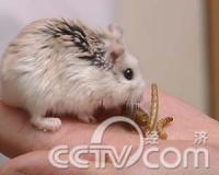 鼠年将至说养鼠(4)宠物鼠还能宠多久(2008.01.10)