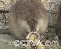 特别节目：鼠年说鼠(2008.02.05)