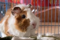 荷兰猪的寿命受哪些因素影响？