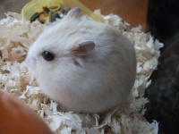 世界上最能睡的动物，寿命5年有4年在睡觉，睡着睡着就被饿死！