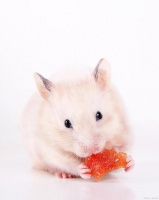 小孩儿要养仓鼠，支持！连鲁迅小时候都养过鼠类宠物