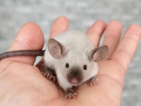 分享精美小鼠照片，不一样的小老鼠，你见过吗