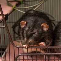 可爱的小飞象耳朵宠物鼠图片