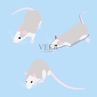 设宠物鼠、装饰鼠、家鼠、可爱鼠图片