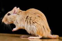 长途运输宠物鼠时，需要注意的一些事项