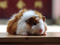 养鼠必须有的食物 这种鼠类既有很高的食用价值又容易饲养