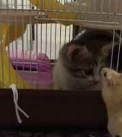 猫咪占了仓鼠的笼子，喵：小老鼠，我不吃你了，离我远点！