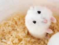 老鼠繁殖多长时间一窝