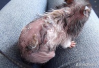 仓鼠常见皮肤病，如何预防和治疗