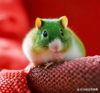 仓鼠也会生病？这些常见健康问题你必须知道！