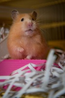 仓鼠生病了怎么办该吃什么药