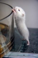 仓鼠容易生病的3个点，看完会有非常大的帮助！