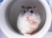 仓鼠病了，好担心！来了解其常见的疾病，既可应急也可预防！