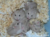 仓鼠繁衍“坑真深”！考虑清楚再合笼，仓鼠怀孕知识一定要清楚！