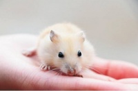 潍坊宠物鼠养殖，全国第一