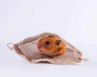 9 个针对初学者的宠物仓鼠护理技巧