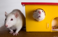 花枝鼠的养护：健康饮食与饮水指南