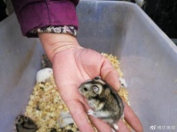 鼠年临近宠物鼠成“掌中宝” 相关用品也水涨船高