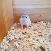 仓鼠抱住主人手指不放，只因长期被冷落，饲主只好撸鼠补偿