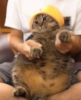 狸花猫向你“表白”的信号，别像木头人，赶紧抱抱它吧