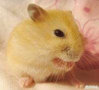 宠物鼠类有哪些，可爱宠物鼠排名