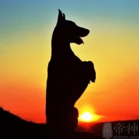 帅气的宠物杜宾狗取名字大全英勇无畏