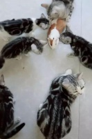 荷兰猪惨遭一群银斑猫围堵，样子十分可怜，网友：没事别乱闯猫窝