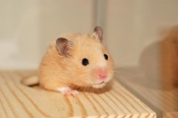 萌萌哒仓鼠身上有病毒吗，真的会传播疾病吗？一文告诉你答案