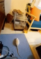 养了只宠物鼠，担心家里猫对它不好，现在看来没必要担心了！