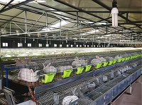 广东小仓鼠进货渠道，打造独特的宠物产业链！