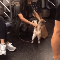 猫咪和主人一起坐地铁，不停撒娇求抱抱，网友：我酸了！